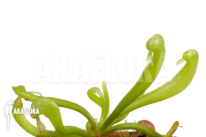 Darlingtonia californica &lsquo;S&rsquo;