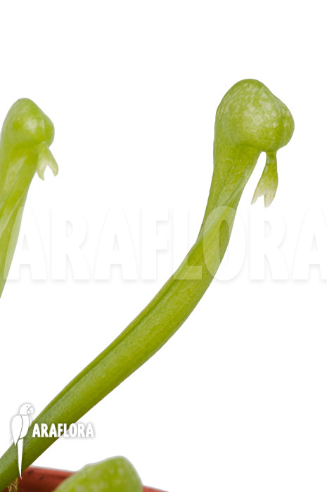 Darlingtonia californica &lsquo;S&rsquo;
