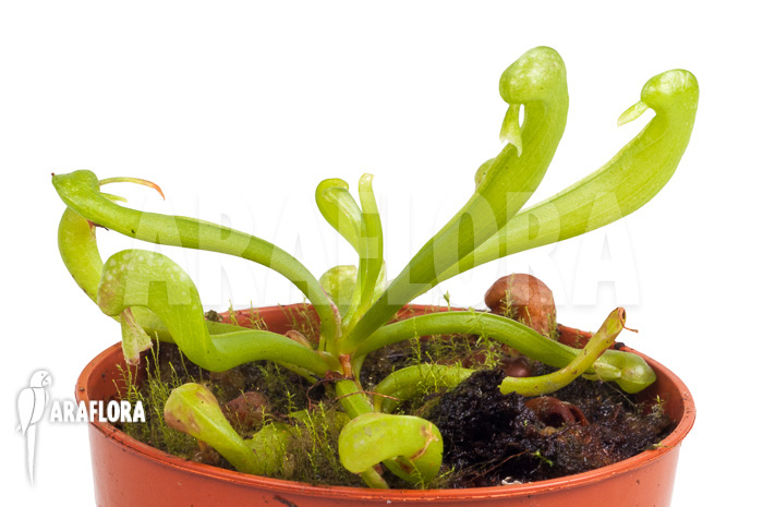Darlingtonia californica &lsquo;S&rsquo;