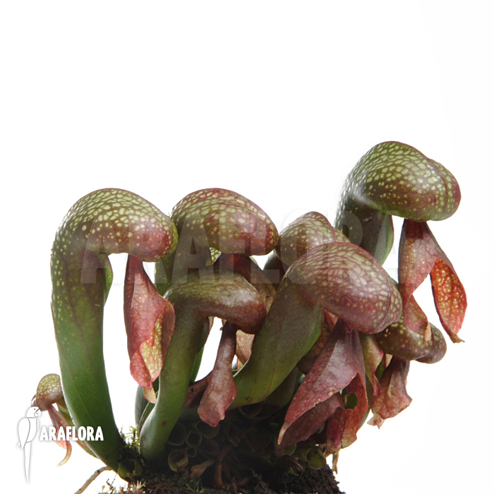 Darlingtonia californica ‘XL’
