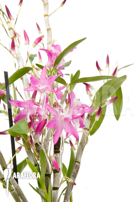 Dendrobium Rainbow Dance (Karenai X unicum)