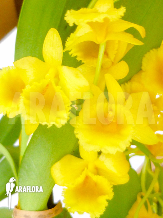 Dendrobium chrysotoxum