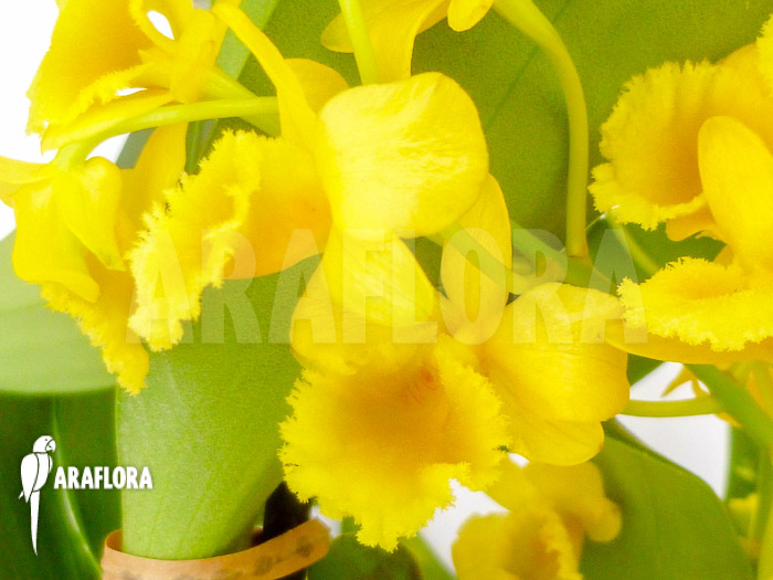 Dendrobium chrysotoxum