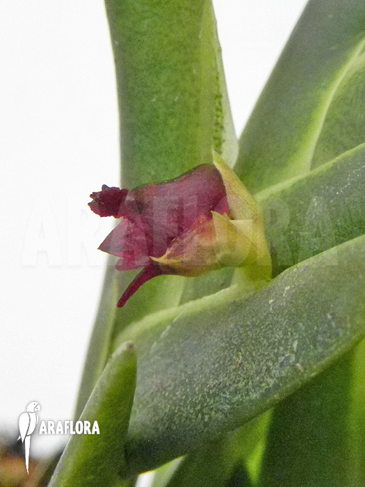 Dendrobium cultratum