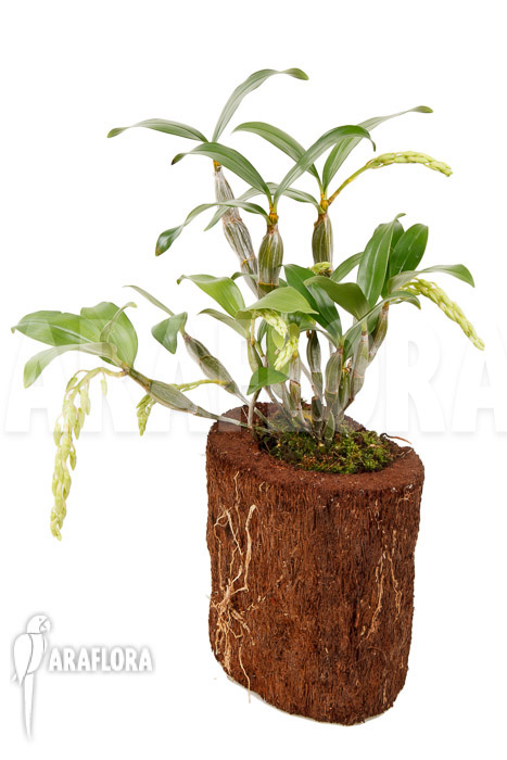 Dendrobium griffithianum x farmeri