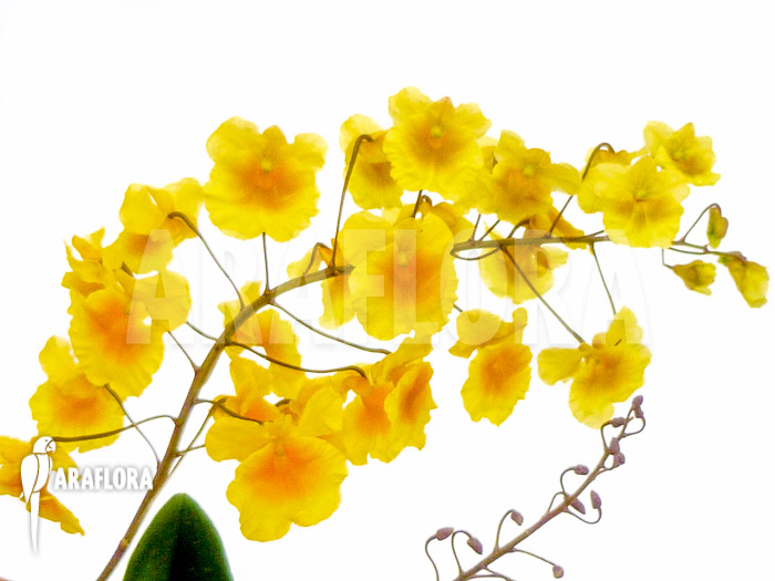 Dendrobium lindleyi ‘Aggregatum’