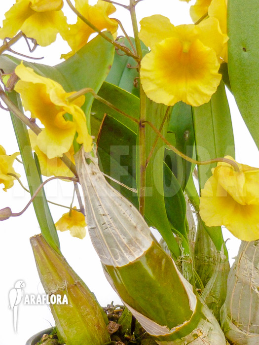 Dendrobium lindleyi ‘Aggregatum’