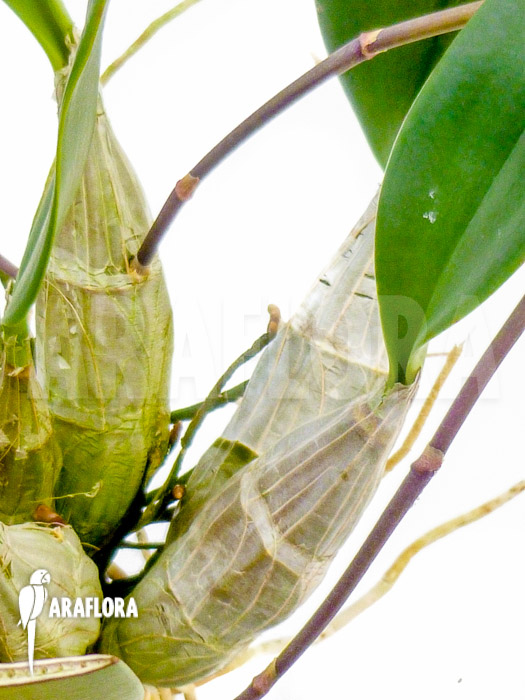 Dendrobium lindleyi ‘Aggregatum’