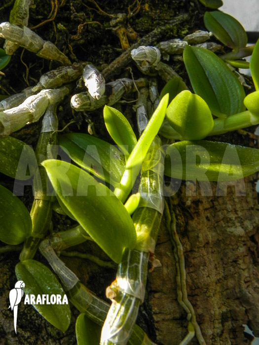 Dendrobium loddigesii