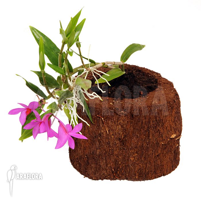 Dendrobium sulawesiense