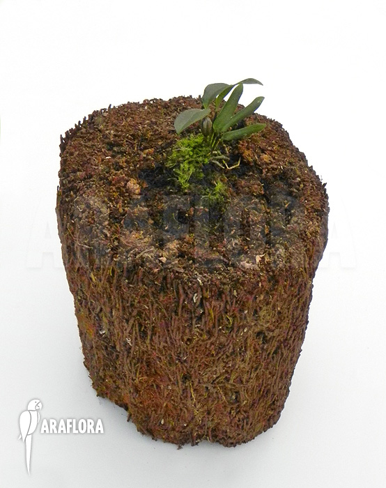 Dendrobium tetragonum