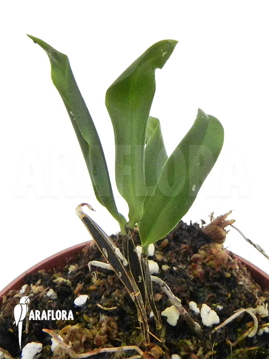 Dendrobium tetragonum flower