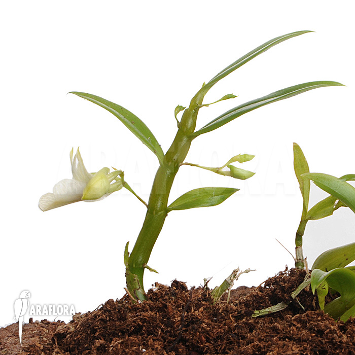 Dendrobium trinervium