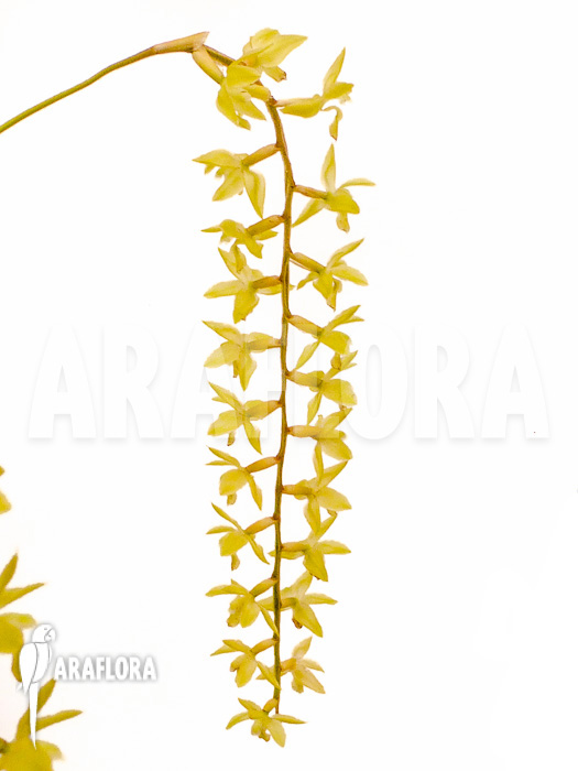 Dendrochilum abbreviatum