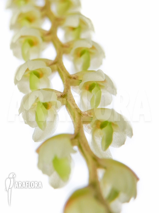 Dendrochilum cobbianum flower