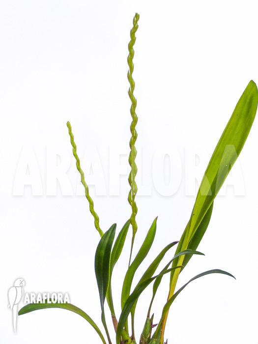 Dendrochilum compactum
