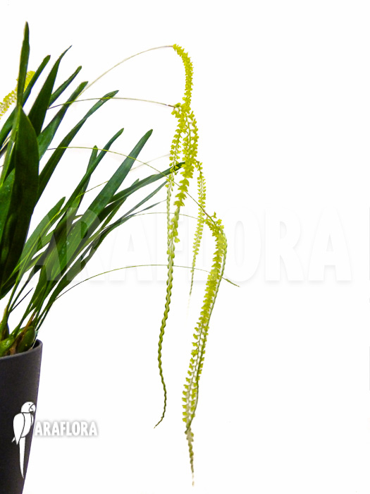 Dendrochilum filiforme