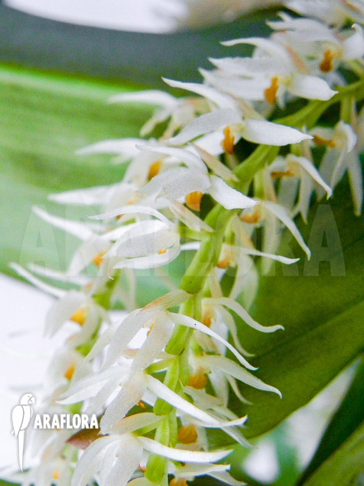 Dendrochilum glumaceum