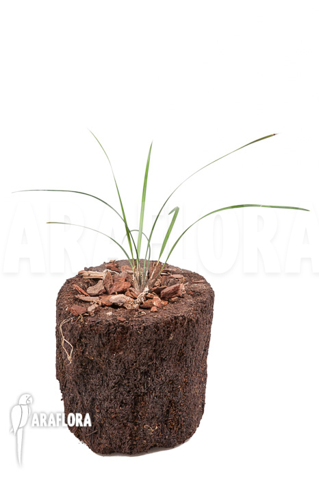 Dendrochilum luzonica ‘Starter’