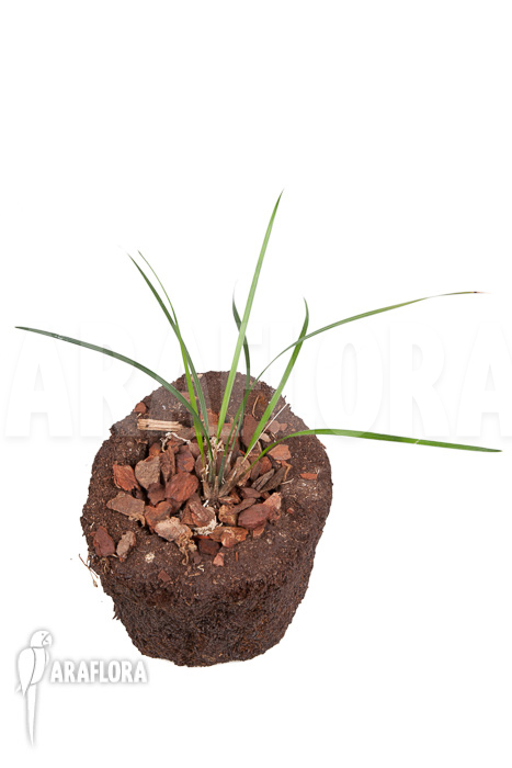 Dendrochilum luzonica ‘Starter’