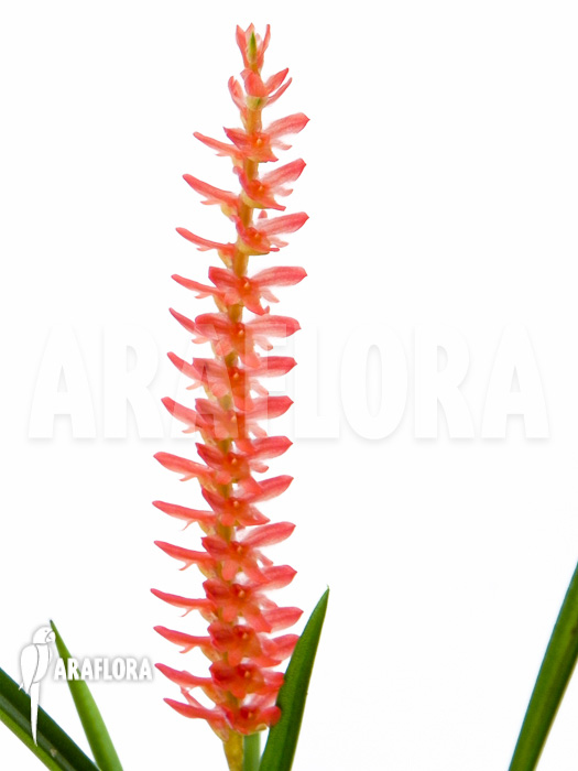 Dendrochilum wenzelii flower