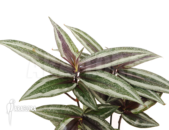 Dichorisandra reginae