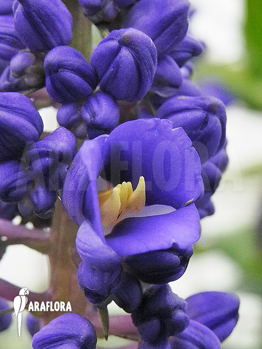 Dichorisandra thyrsiflora