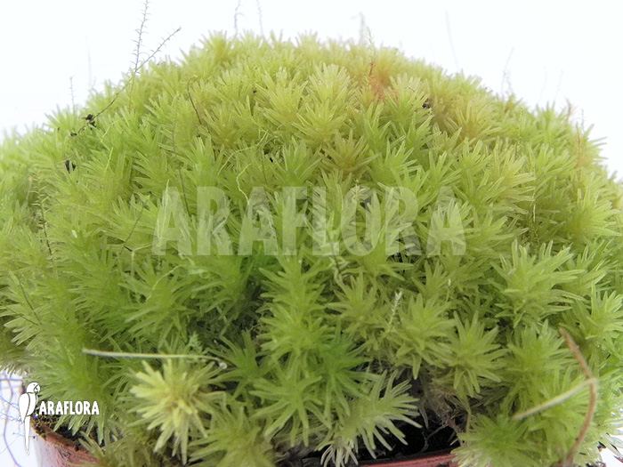 Dicranum species &lsquo;Tropical pillow moss&rsquo;