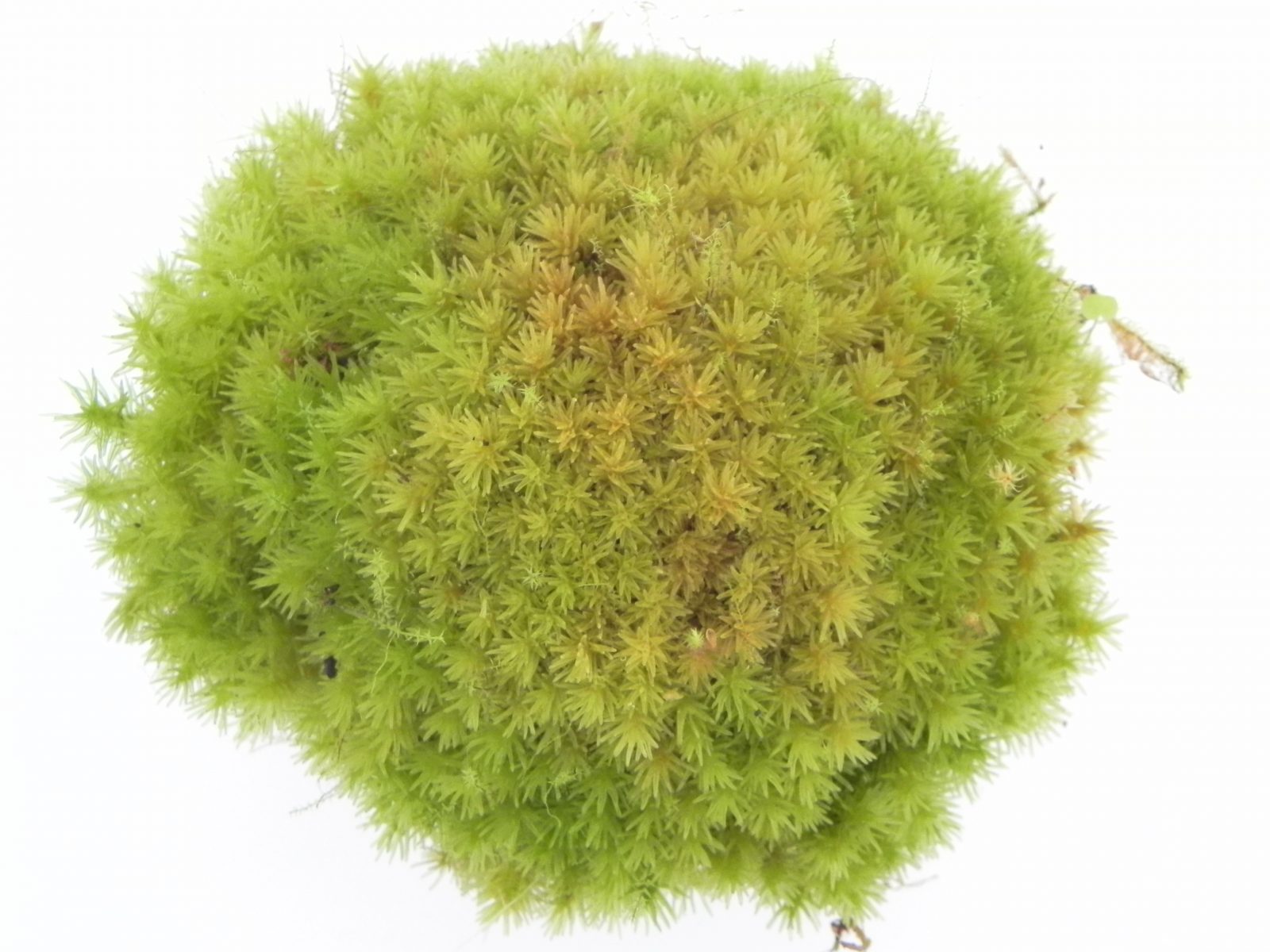 Dicranum species &lsquo;Tropical pillow moss&rsquo;