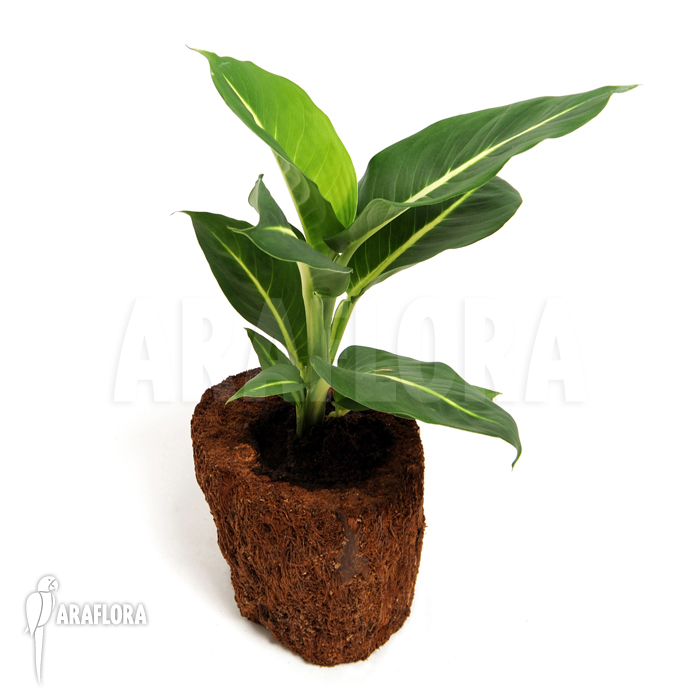 Dieffenbachia x sterling