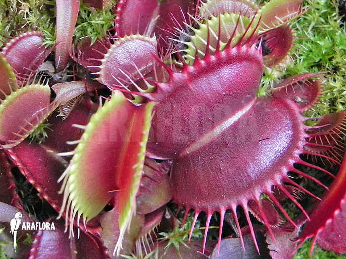 Dionaea muscipula ‘Akai ryu’ ‘XL’