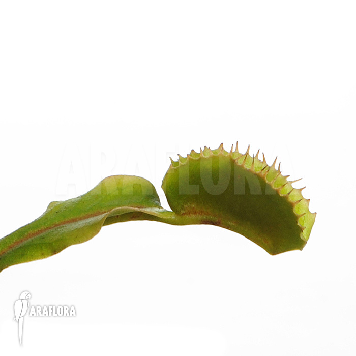 Dionaea muscipula ‘Avator’