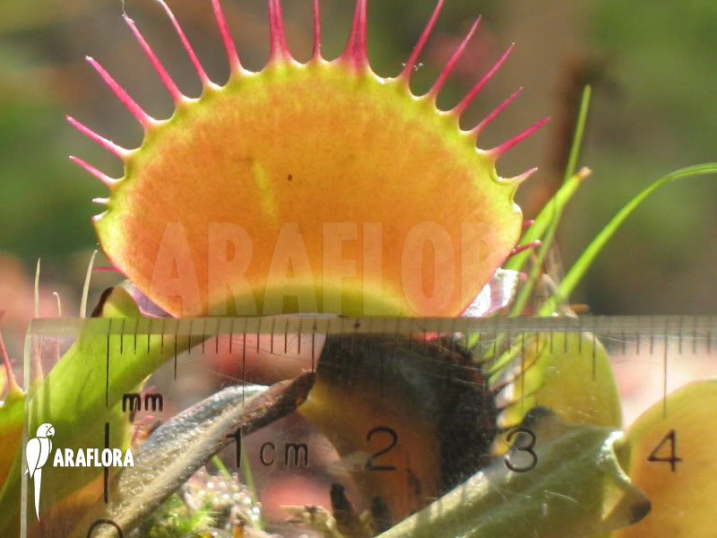 Dionaea muscipula ‘B-52’