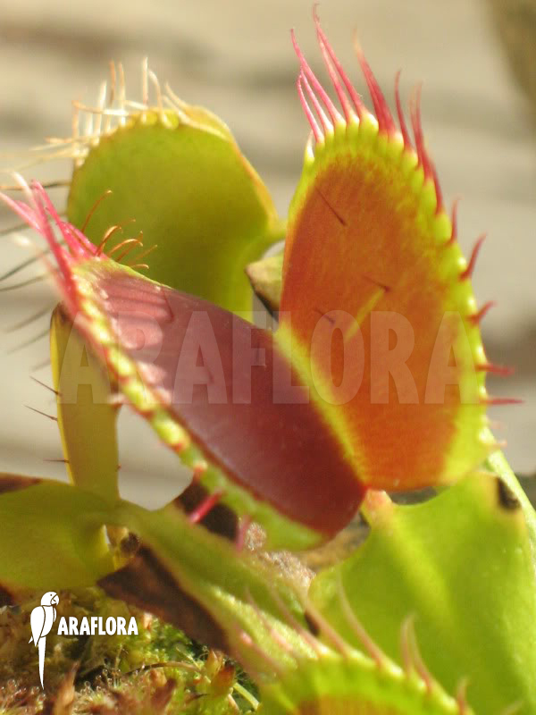 Dionaea muscipula ‘B-52’