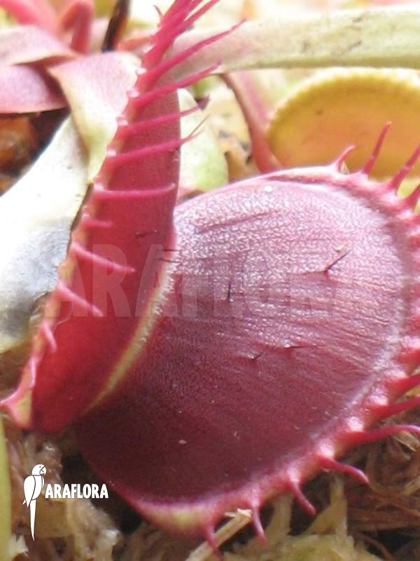 Dionaea muscipula ‘B-52’