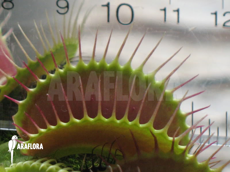 Dionaea muscipula ‘Big Mouth’