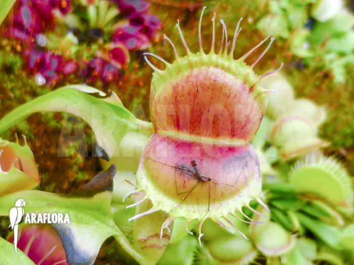 Dionaea muscipula ‘Bloody square’
