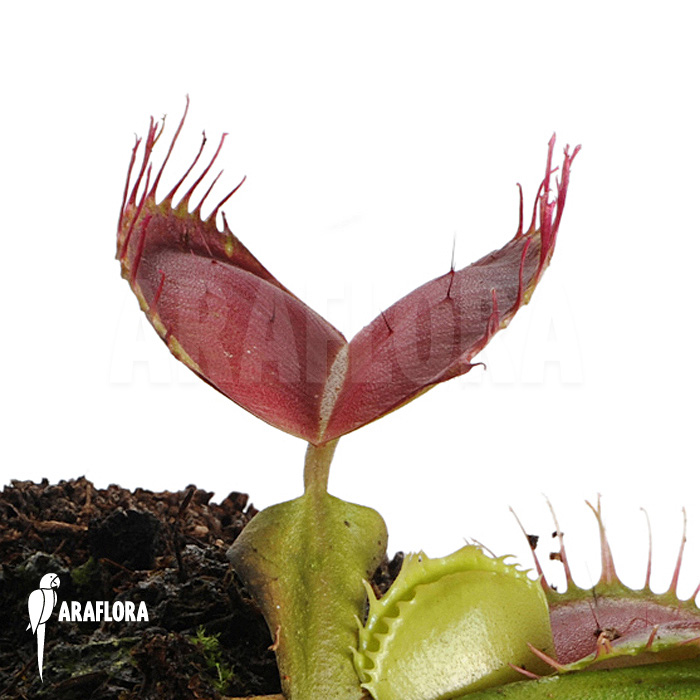 Dionaea muscipula ‘Bloody square’
