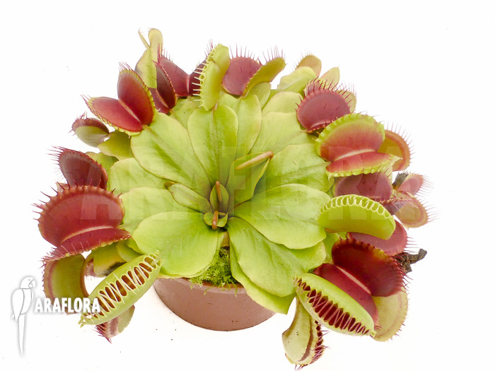 Dionaea muscipula ‘Booby trap’