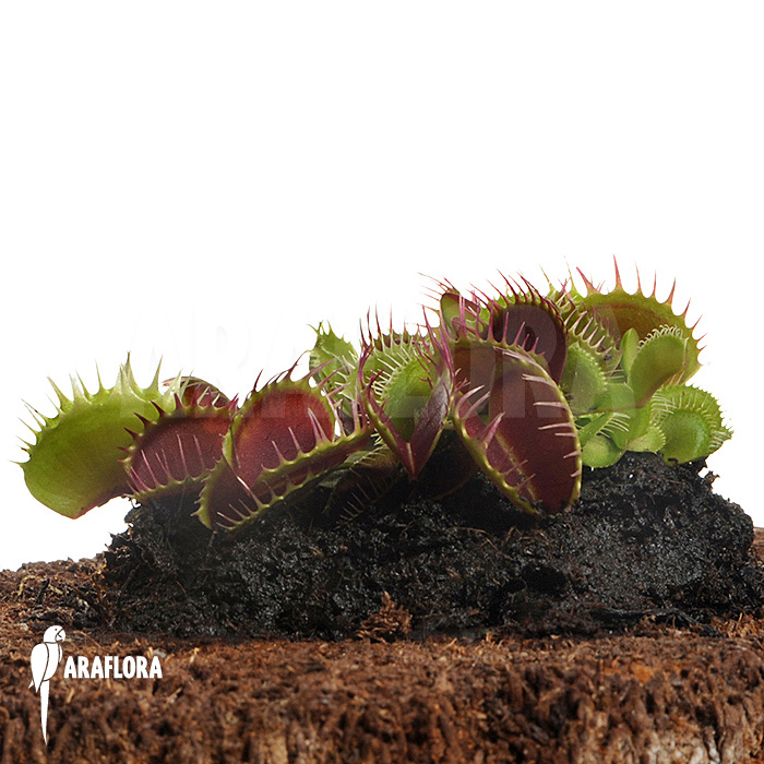 Dionaea muscipula ‘Booby trap’