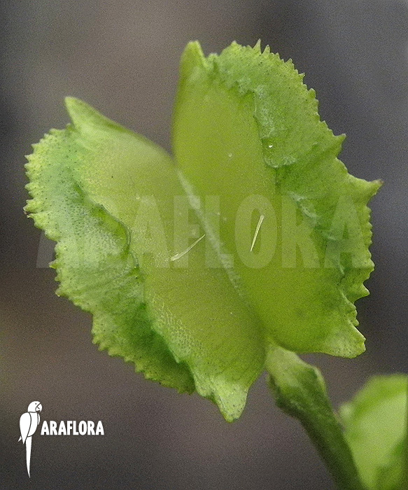 Dionaea muscipula ‘Chacho’