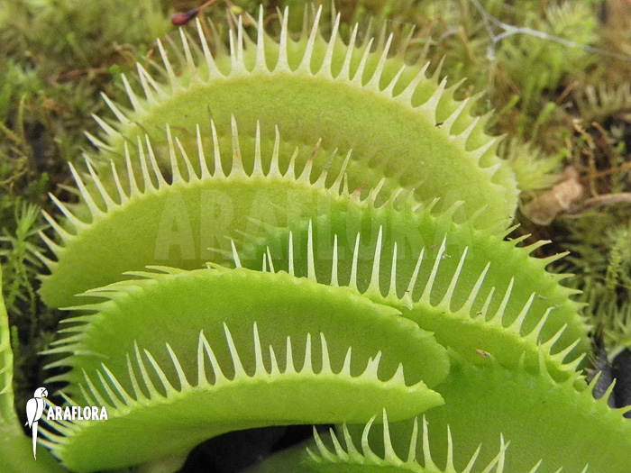 Dionaea muscipula ‘Cluster traps’ ‘L’