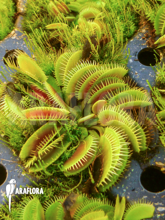 Dionaea muscipula ‘Cluster traps’ example