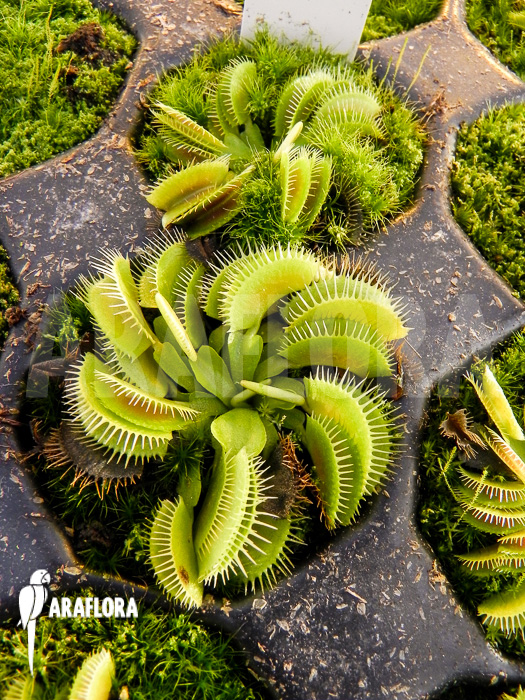Dionaea muscipula ‘Cluster traps’ example