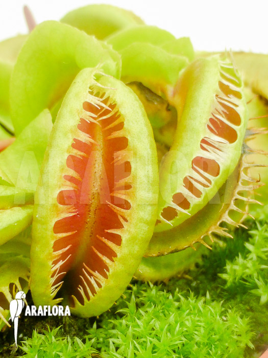 Dionaea muscipula ‘Crested Jaws Smiley’