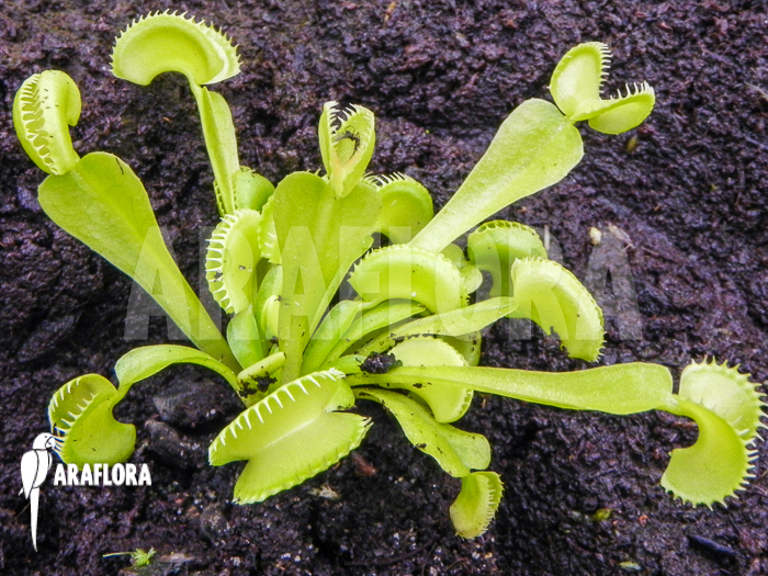 Dionaea muscipula Cudo