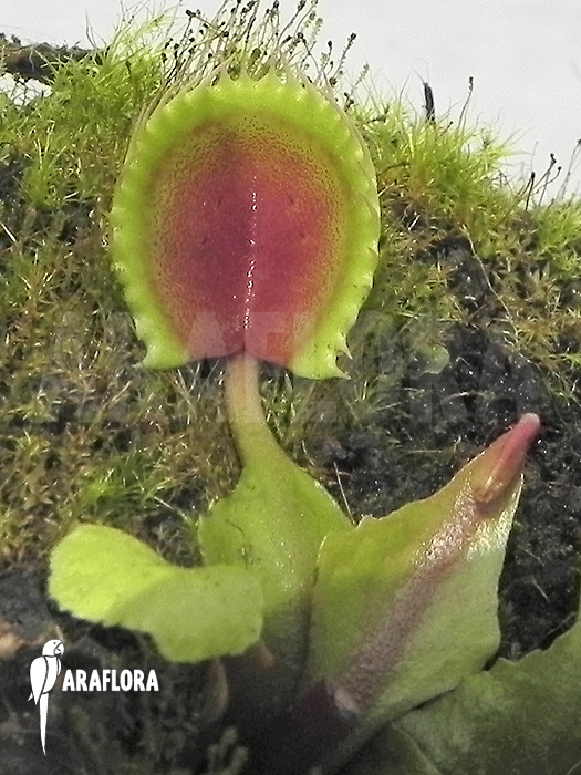 Dionaea muscipula ‘Cup trap’