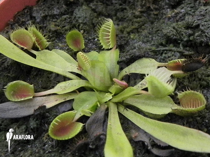 Dionaea muscipula ‘Cup trap’