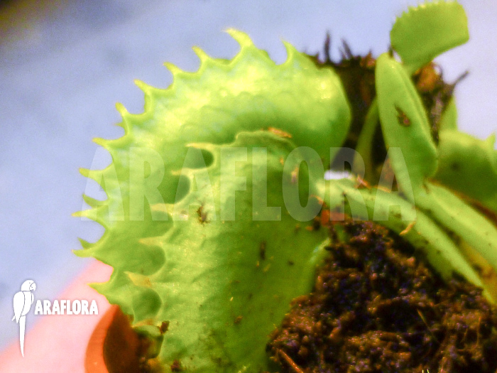 Dionaea muscipula Dentacca