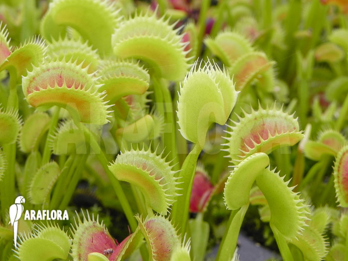 Dionaea muscipula ‘Dentate’